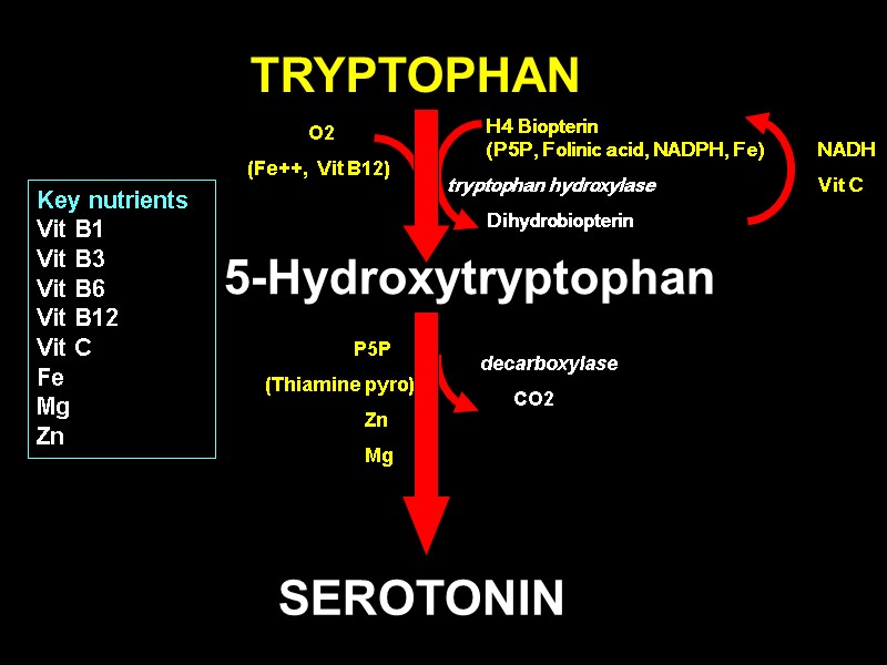 TRYPTOPHAN SEROTONIN            